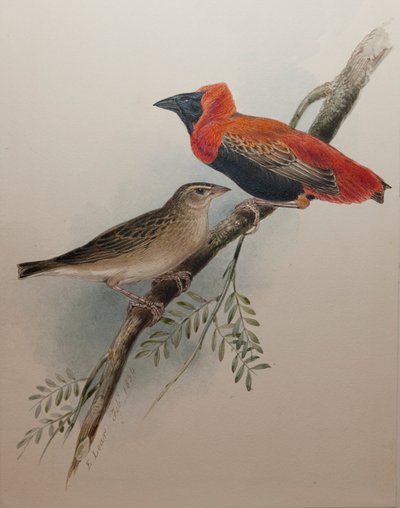 Northern Red Bishop, 1834 by Edward Lear